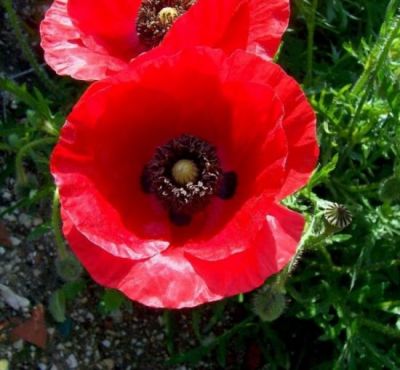 Papaver Rhoeas